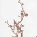 M. Ibrahim et les fleurs du Coran
